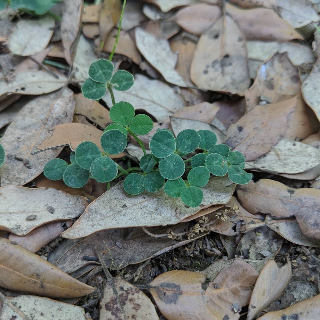 lively_nature's tweet photo. #clover #leaf #leaves #cloverleaf #circle #circles #shape #roundleaf #roundleaves #round #nature #plant #dry #dried #livelynature https://t.co/FtgpSe0rVN https://t.co/RDI3TBjbIt