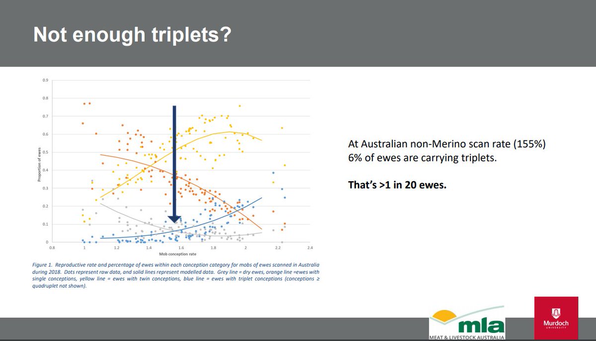 Sheep to feed? Trip to town? Tractor work? Fencing to do? Download this weeks #HeadShepherd podcast and have <a href="/sheepishsarah/">Sarah Blumer</a> join you for 37mins.  Guaranteed to make you smile and make you think.
<a href="/meatlivestock/">Meat & Livestock Australia</a> <a href="/woolinnovation/">Australian Wool Innovation</a> <a href="/Thommo_Murdoch/">Andrew Thompson</a> <a href="/MurdochUni/">Murdoch University</a> 

ed.gr/ckmc0
