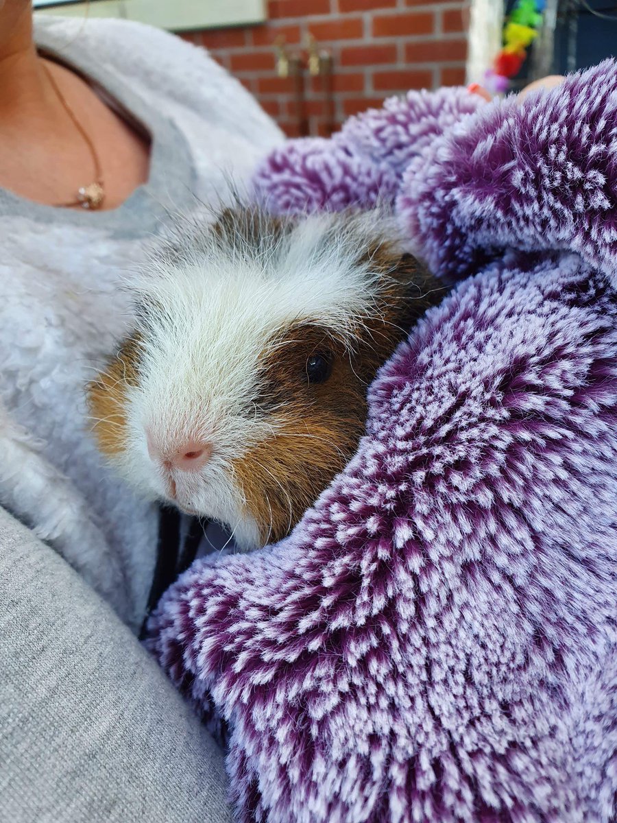 Hello fellow piggy lovers check lil Baby Stee out today. He’s running the garden with his big brothers. He’s still a little skittish but he’ll be eating out my hand in no time. #guineapig #rescueandrehome @LAGuineaPigResc