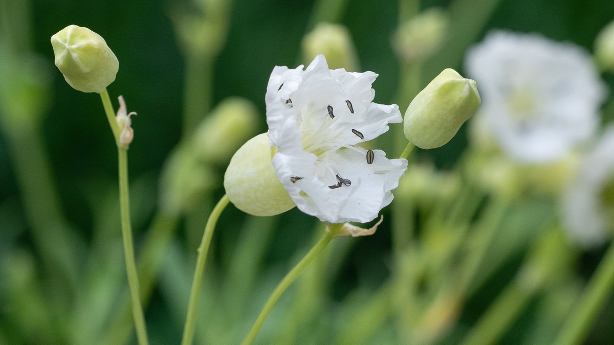 hardyplants's tweet photo. Silene uniflora commonly known as Sea Campion..This ankle-high gem is perfect for growing in crevices of walls or in alpine troughs, its flowers and foliage gently tumbling down, but would also be very at home in a coastal or gravel garden #BritishNative #WildFlowers #LovePlants https://t.co/l5im67ZE1P