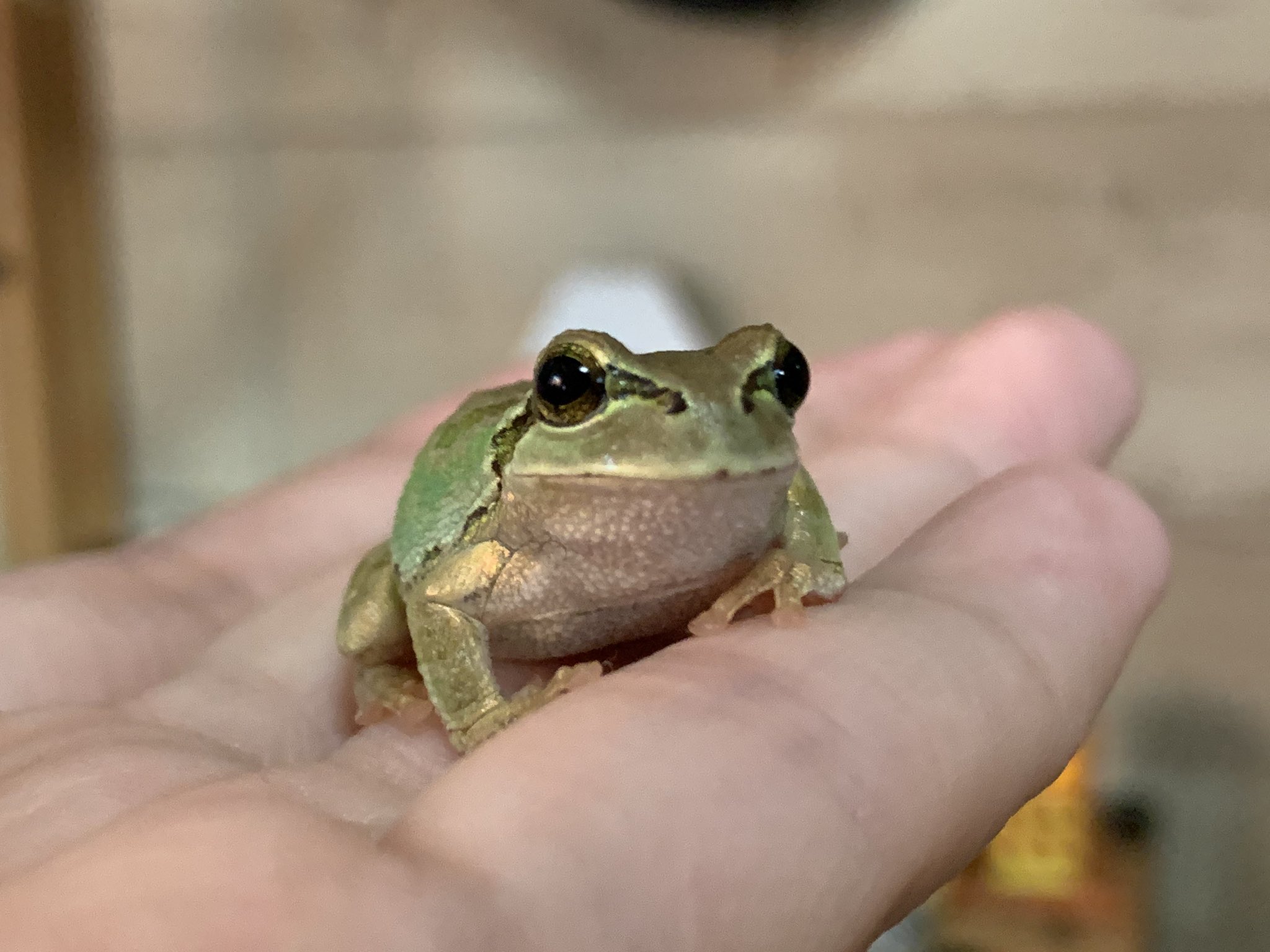 ぴよ カエルと暮らす 最近カエル達の食欲が旺盛なんだけど その分ぷくぷく太ってしまって 本格的にダイエット開始 特におデブちゃんなアマガエル達は しばらく人工餌はやめてヘルシーな虫さんにします T Co P1bdhz5iwj Twitter