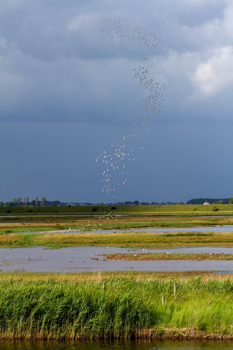 Knot falling out of the sky this afternoon at @RSPBFrampton