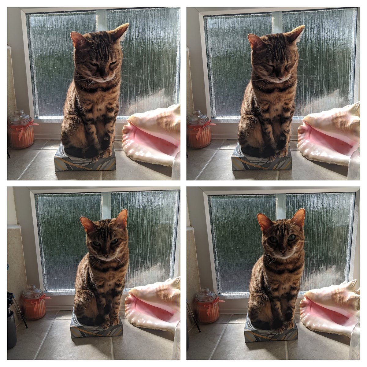Cat: What do you mean I can't fit in a tissue box....

Me: turns back around

Cat: see told you so!