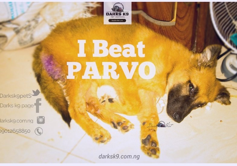 Darksk9_NG's tweet photo. See who just defeated parvo ✊ https://t.co/ESKEfORV7O