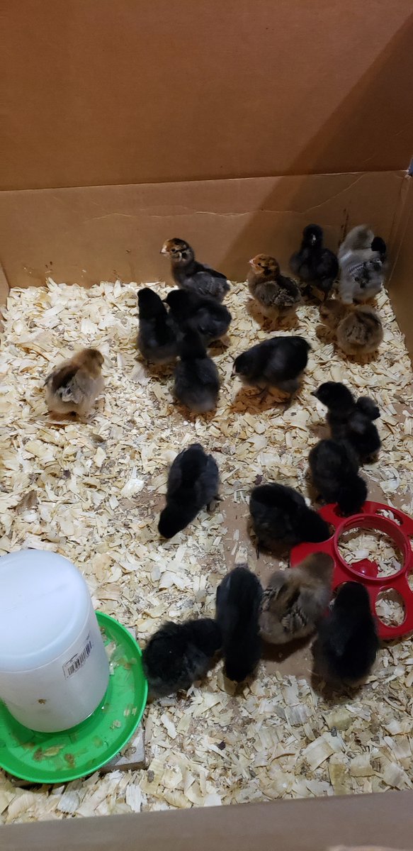 Schoolhillfarm tweet media