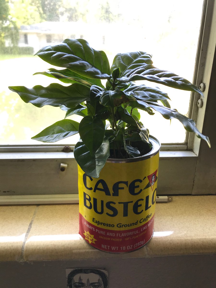 huliehoo_'s tweet photo. My coffee plant really likes being dramatic when she needs water π I see you, Celia, calm down #dramaticplants https://t.co/lgVxXgWp9L
