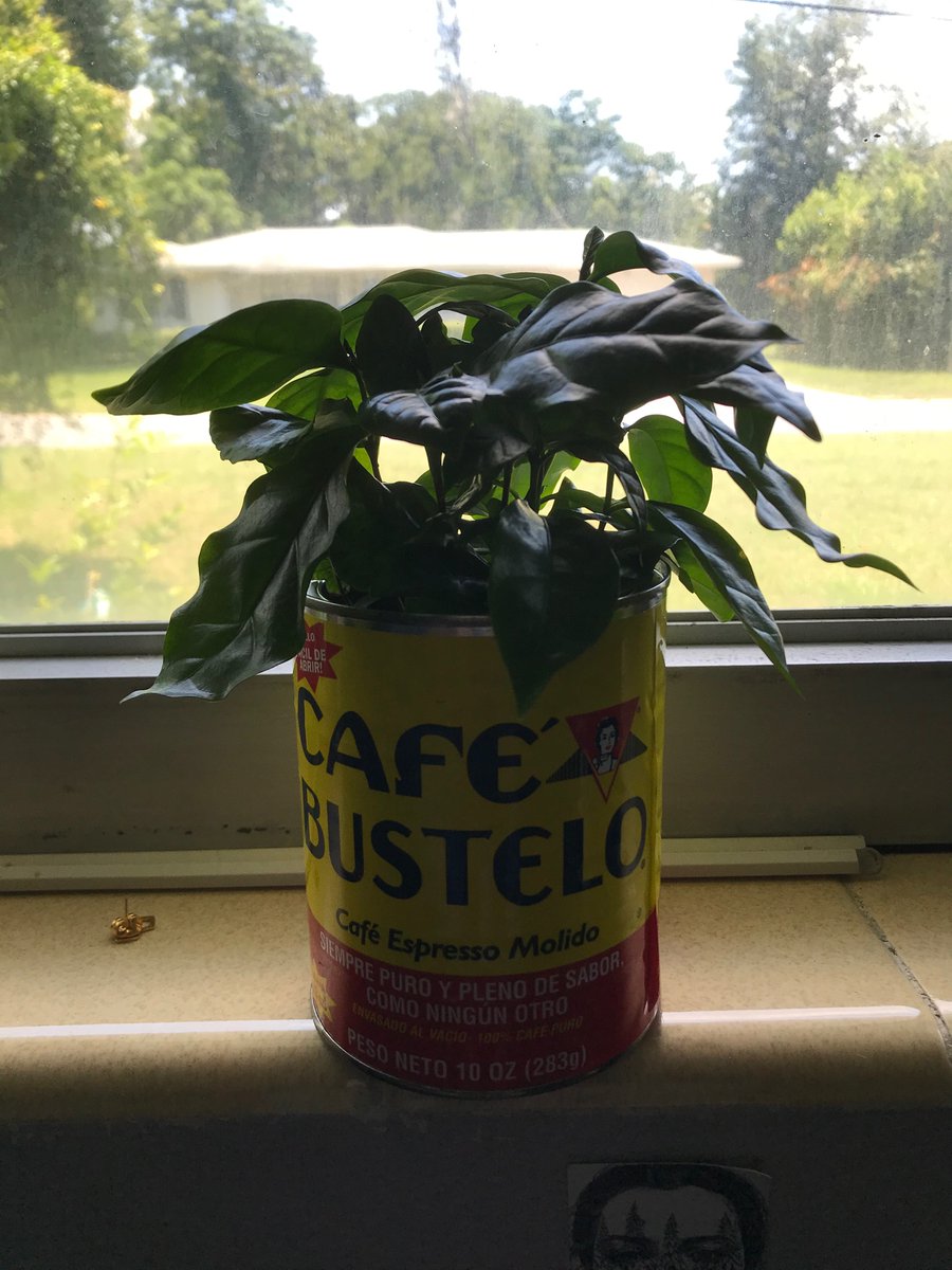 huliehoo_'s tweet photo. My coffee plant really likes being dramatic when she needs water π I see you, Celia, calm down #dramaticplants https://t.co/lgVxXgWp9L