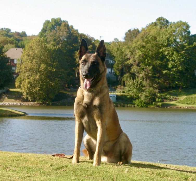 MansfieldChief's tweet photo. Our hearts are heavy to announce that our retired Police K9 Bandit had crossed the Rainbow Bridge. He was the partner to K9 Officer Kramer from 2008-17. Bandit was a loyal K9 partner, friend &amp; served the citizens of Mansfield honorably. RIP K9 Bandit, you will be greatly missed https://t.co/iLShYIFmas