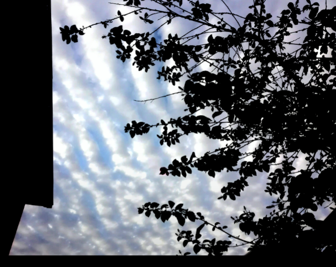 ¿Altocúmulos ondulados? #Talca