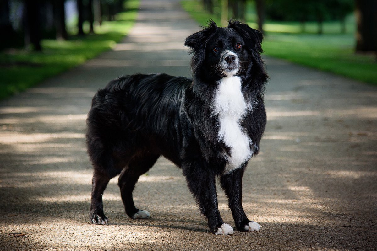 dfgstudios1's tweet photo. Stella and I went out this morning and created a new portrait after her visit to the groomers. She was such a good girl for her portrait session that she got a special treat for dinner. #mycleandog #aussie #sunday #FathersDay https://t.co/SS3bzyhP3g