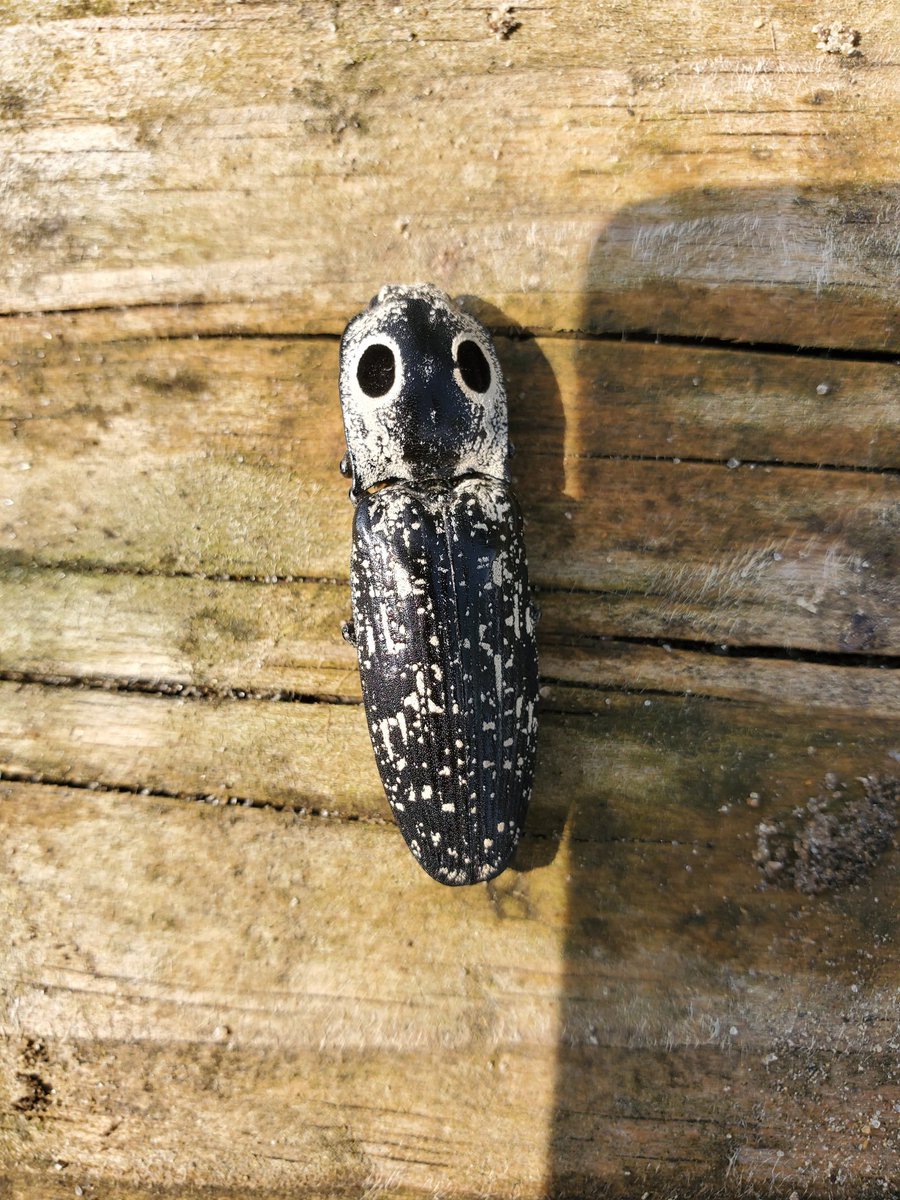 DickesEric's tweet photo. Any idea what this is? https://t.co/W1xzMaFb4W