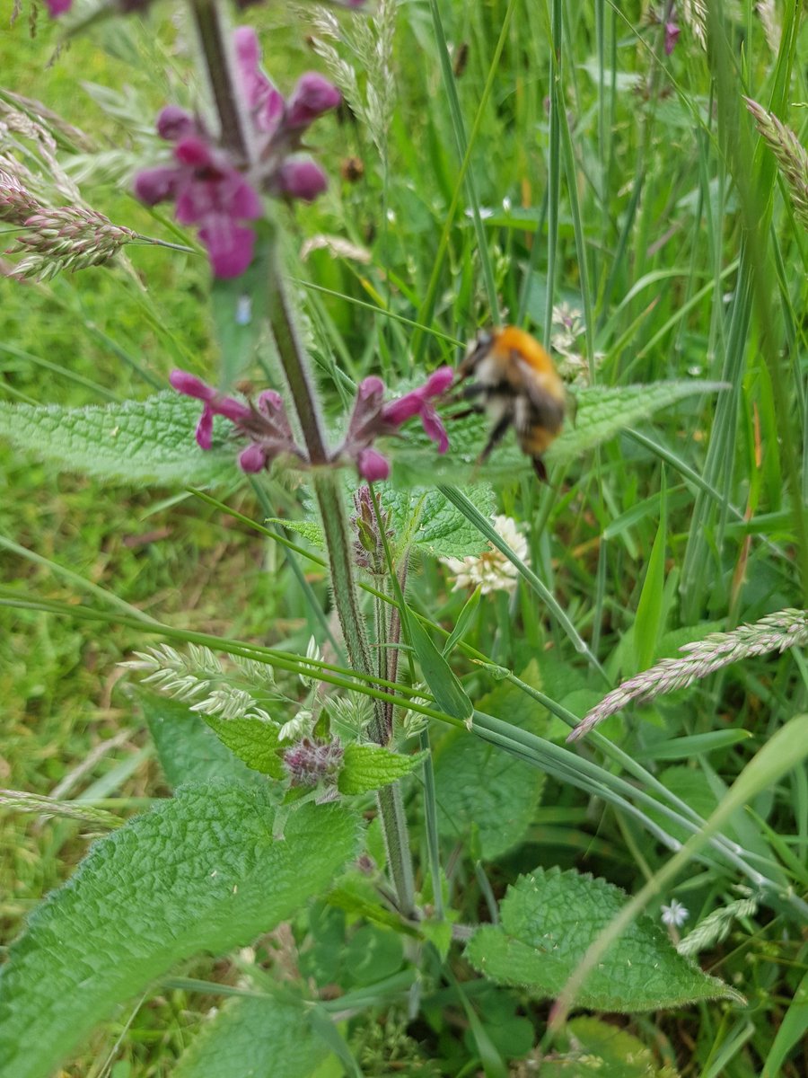 MsDaggsClass's tweet photo. What a beautiful sunset to end the day. Also spotted a bee on the dead nettle in the garden. #30DaysWild #wildwicklow #nature #getoutdoors #headspace https://t.co/4iDM1A7x5M