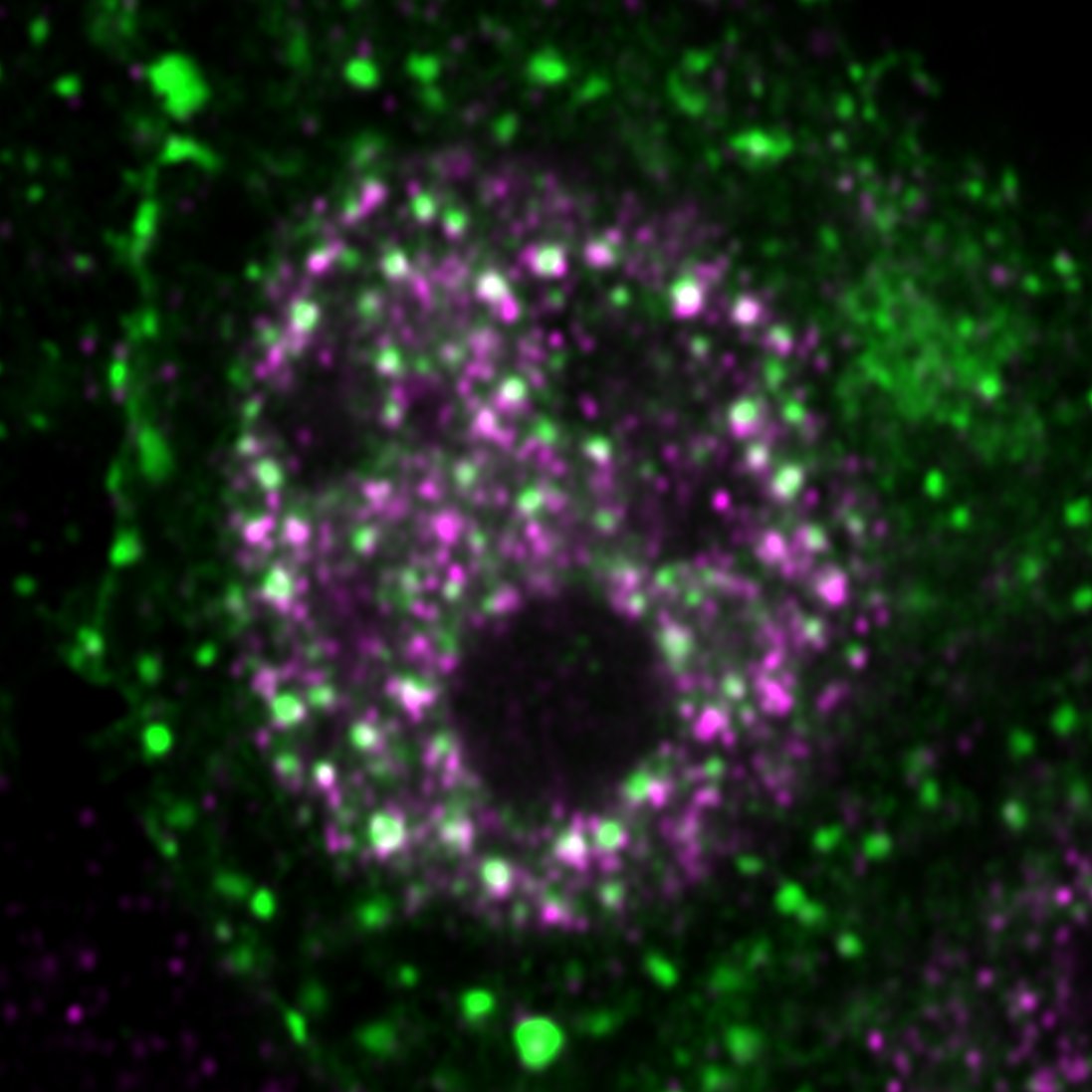 Please RT: the Cai lab at JHU is looking for postdoc and graduate students to join next March. We will use super resolution and single molecule imaging techniques to study how biomolecular condensates organize nuclear space!
cailabjhu.com