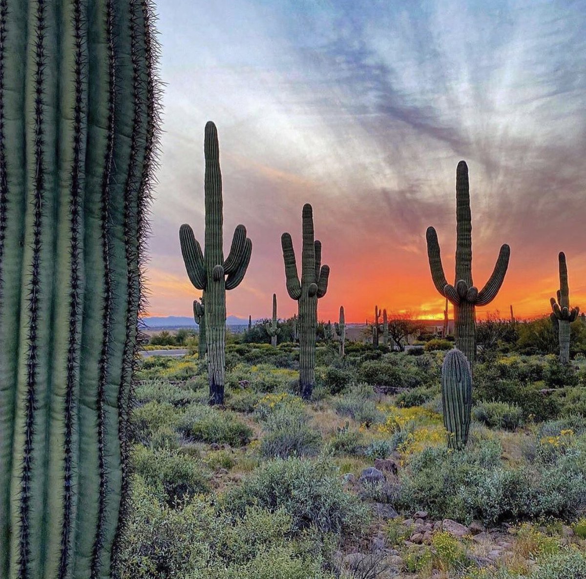 Scottsdale_VR's tweet photo. Happy Father’s Day from all of us here at Scottsdale Rentals!
Tag your Father Figures below and if they don’t respond by the end of the day, they owe you a trip to Scottsdale!
@filmat11
#VisitScottsdale #VisitArizona #BookDirect #HappyFathersDay #ILoveDad #DadsDay #TagDad https://t.co/m57X9BOpGE