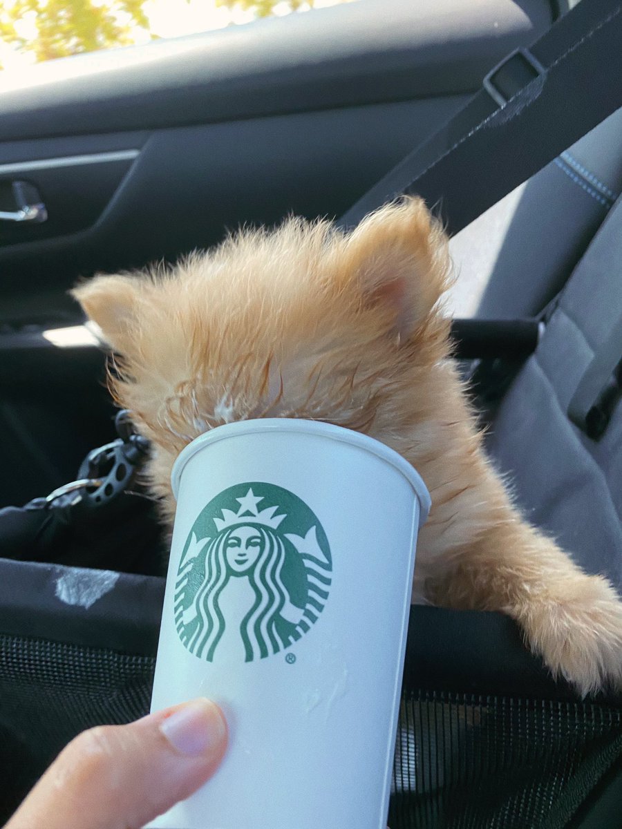 Kuavo's tweet photo. Kenobi had his first PupCup today 😂 https://t.co/FGUKCQkIRe
