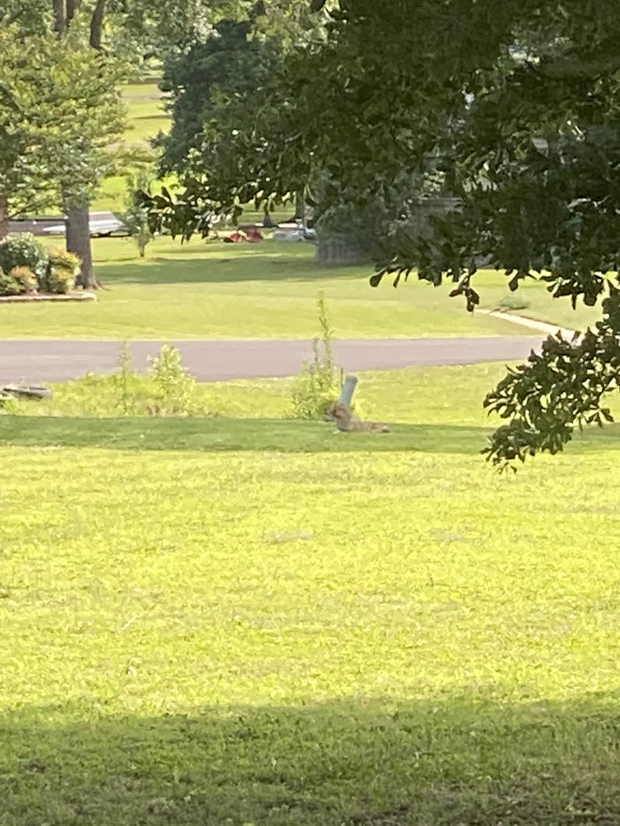 JenJaBam's tweet photo. So today a coyote came through my front yard and laid down. I was overwhelmed with excitement. #nature #naturelover #coyote #wildlife #Mississippi https://t.co/Ag8pi25k7K