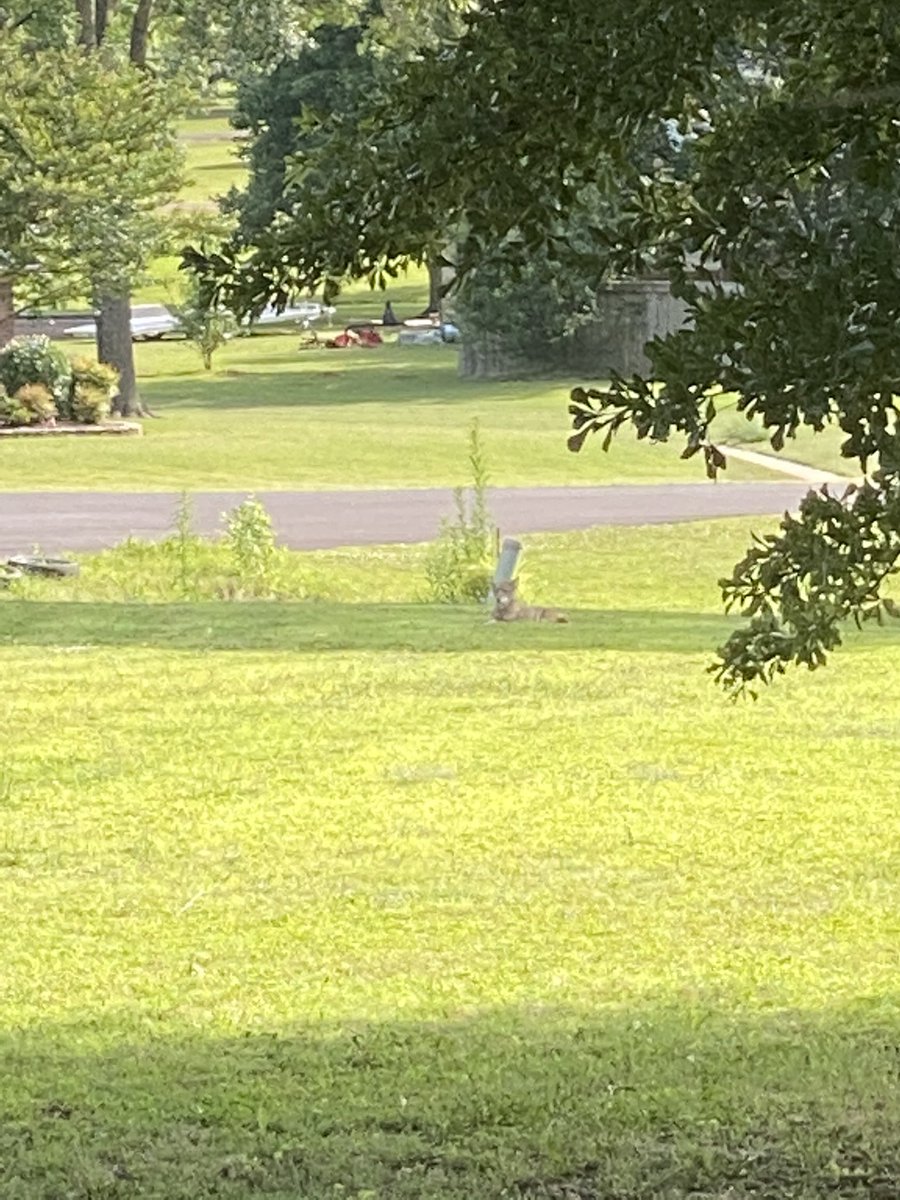 JenJaBam's tweet photo. So today a coyote came through my front yard and laid down. I was overwhelmed with excitement. #nature #naturelover #coyote #wildlife #Mississippi https://t.co/Ag8pi25k7K