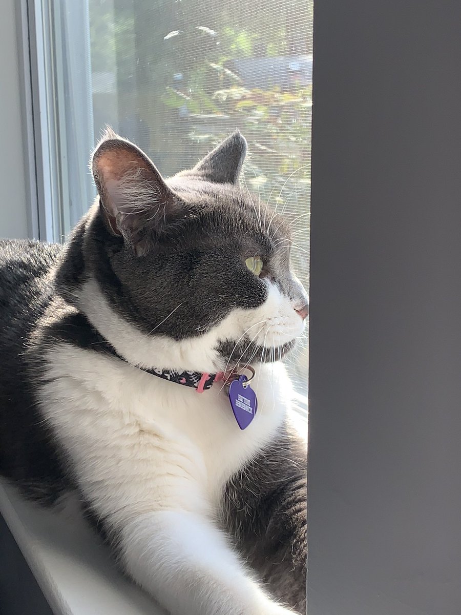 Buttons_LeFloof's tweet photo. The sun has came back! It rained really hard! 🙀 #CatsOfTwitter #catsinquarantine #sunny #Buttonslefloof https://t.co/M0GJP3FqC9