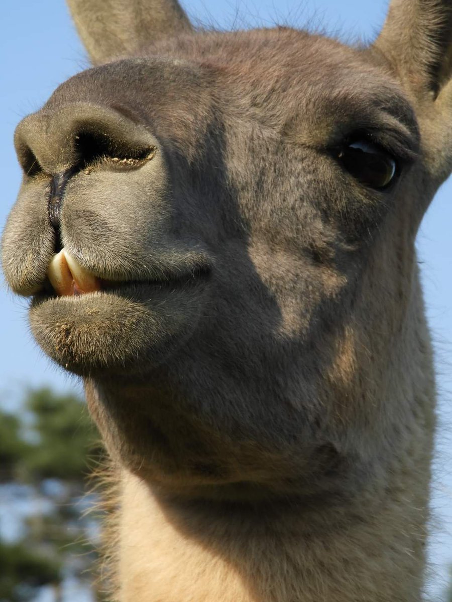 岩手サファリパーク V Twitter 6月22日は 世界ラクダの日 Worldcamelday 過酷な環境でも生存できる数少ない動物の一種 ラクダの重要性を もっと世界に広めるため制定された日 なんだそうです ﾎﾎｫ 岩手サファリパーク 世界ラクダの日 Worldcamelday