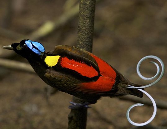 Wilson’s bird-of-paradise (found in Indonesia) End of thread for now.