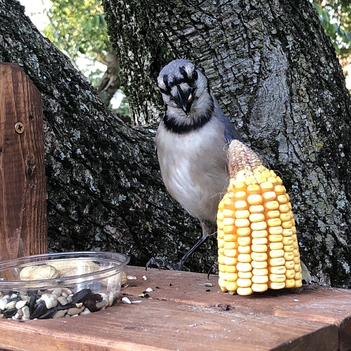 LongstockingC's tweet photo. Want $3 off? Enter SQRLSLVUS3 during checkout. #etsy #longstockingcreates https://t.co/GCFmLs2vQ0 #wildlife #forthebirds #birdfeeder #naturelovers #etsygifts #etsyfinds #squirrel #squirreltables #nature #TwitterNatureCommunity #wildlifephotography https://t.co/XcdxyV0TL4