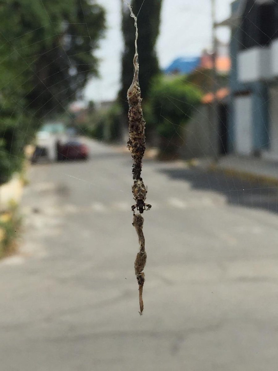 Arachno_Cosas's tweet photo. "Arañas alineadoras de deshechos" género <#Cyclosa>
Estos particulares arácnidos suelen camuflarse utilizando materia orgánica, la cual acomodan en su telaraña a manera de linea. Su cuerpo alargado suele confundirse en el centro de la telaraña
Foto: @lildehesa👇 https://t.co/MVIHzH0FXF