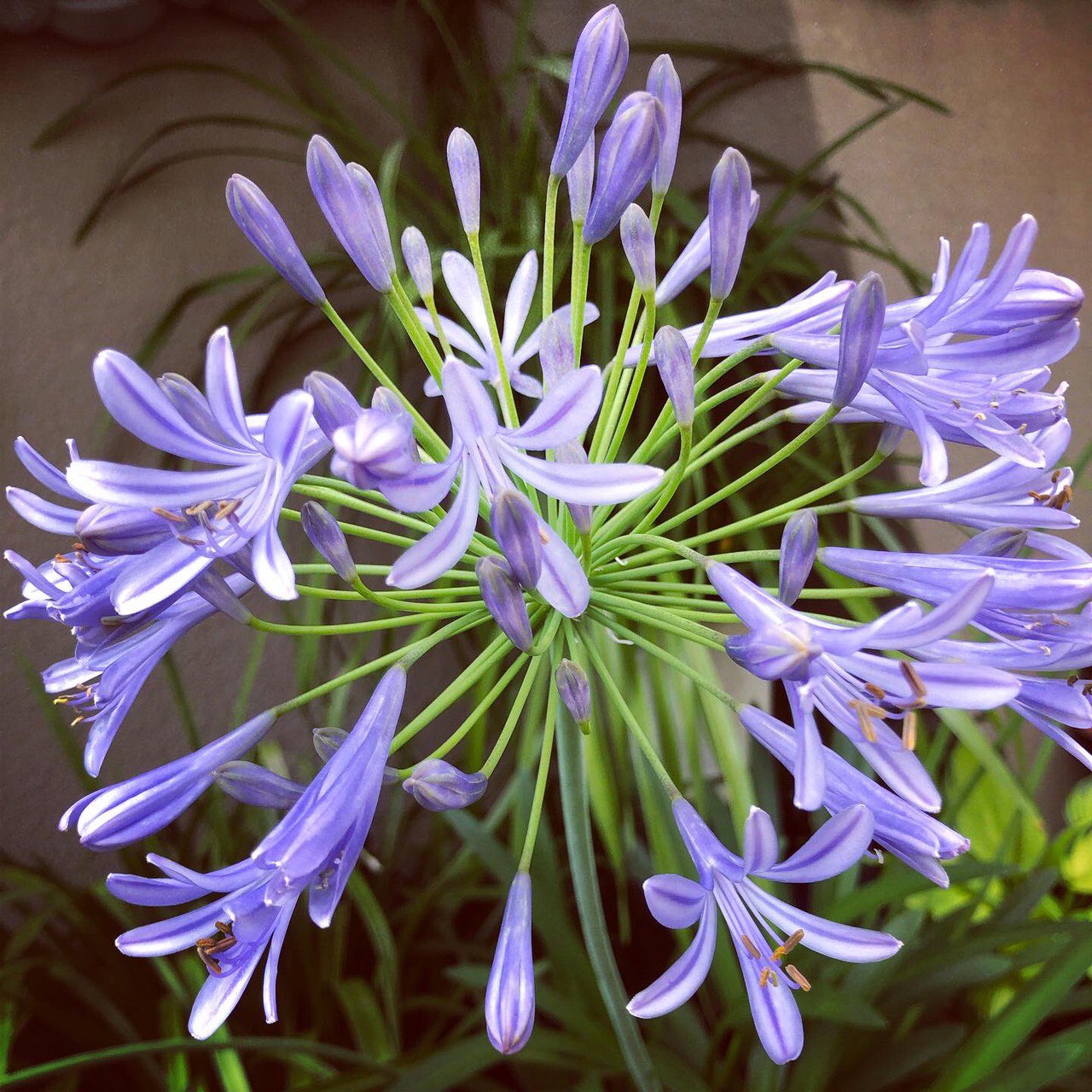 Africanlilly Twitter Search Twitter