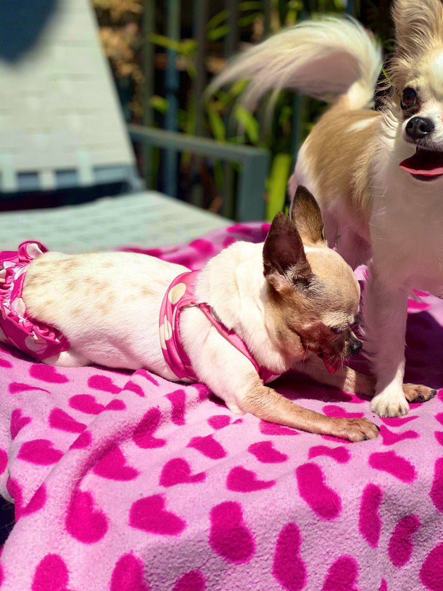 My neighbors dog is sunbathing in a polka dot bikini 👙 🐕 ☀️