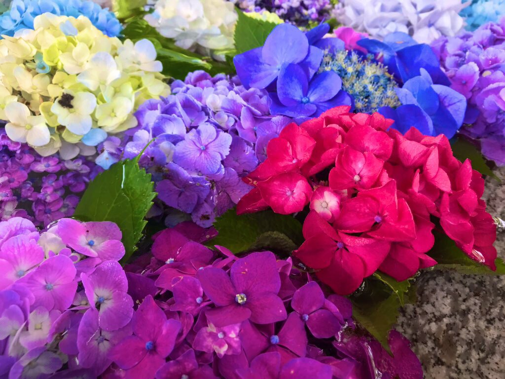 長谷部といっしょ