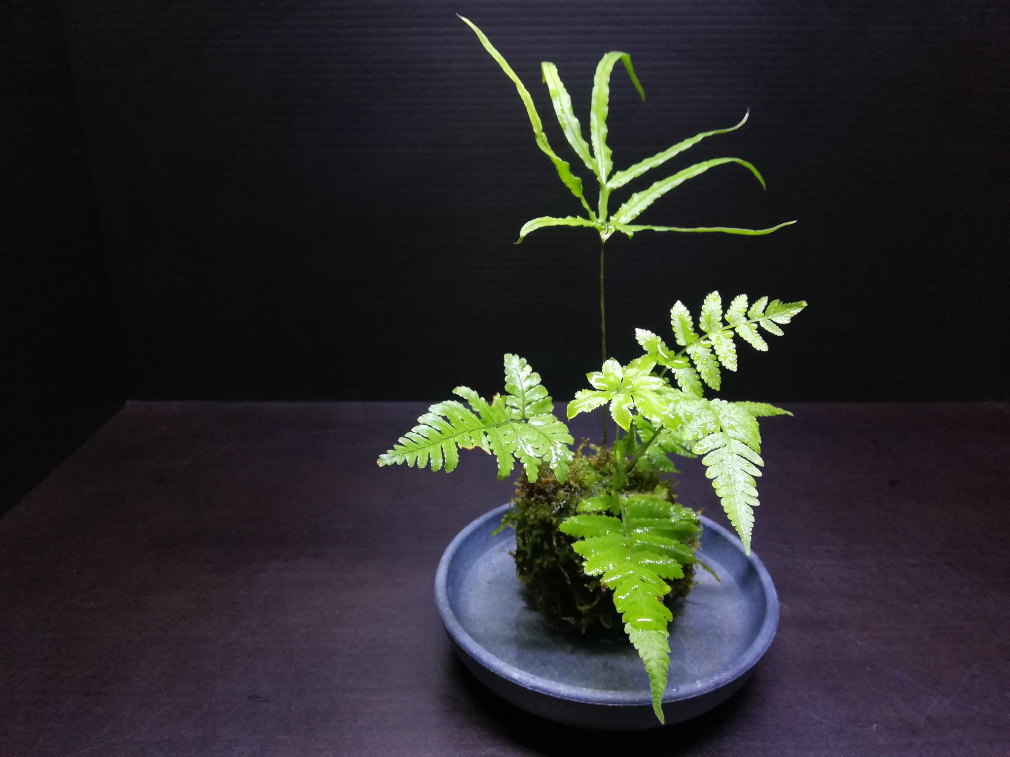 画像 苔玉作りました 新しいメダカのビオトープに使う予定です T Co 0qzb2ibn4z Matomehub まとめハブ 画像 苔玉作りました 新しいメダカのビオトープに使う予定です T Co 0qzb2ibn4z Matomehub まとめハブ