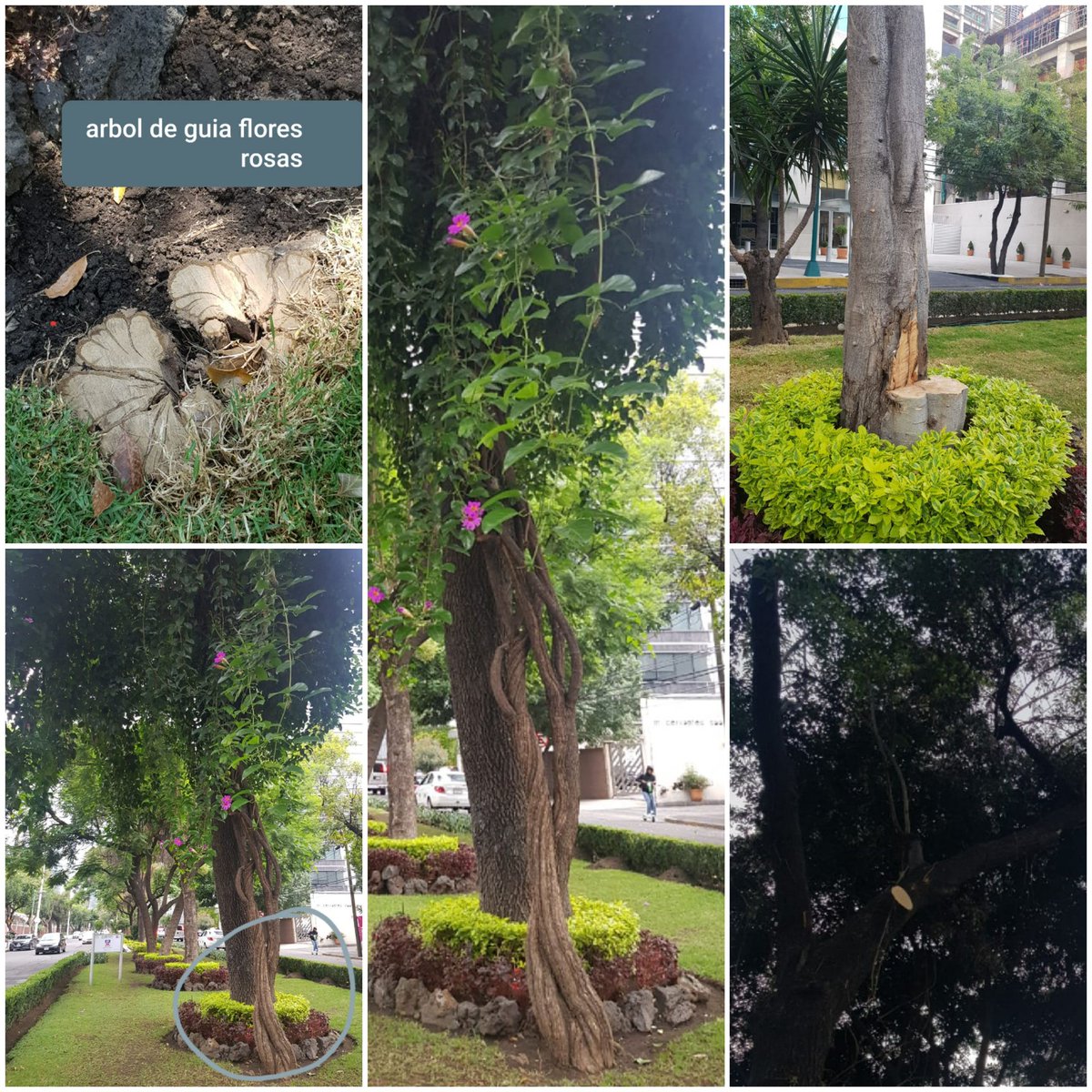 Umbral Polanco 🌳 (@p1chagoya) on Twitter photo Quien mutiló? <a href="/mroblesg/">Marina Robles</a> <a href="/SEDEMA_CDMX/">Secretaría del Medio Ambiente</a> <a href="/Claudiashein/">Claudia Sheinbaum Pardo</a> <a href="/GobCDMX/">Gobierno de la Ciudad de México</a> <a href="/vromog/">Victor Romo</a> <a href="/AlcaldiaMHmx/">Alcaldía Miguel Hidalgo</a> en camellón de Cervantes Saavedra frente al #183
#UrgeRespetarArboles
#MHelCorazondelaCapital Quien mutiló? <a href="/mroblesg/">Marina Robles</a> <a href="/SEDEMA_CDMX/">Secretaría del Medio Ambiente</a> <a href="/Claudiashein/">Claudia Sheinbaum Pardo</a> <a href="/GobCDMX/">Gobierno de la Ciudad de México</a> <a href="/vromog/">Victor Romo</a> <a href="/AlcaldiaMHmx/">Alcaldía Miguel Hidalgo</a> en camellón de Cervantes Saavedra frente al #183
#UrgeRespetarArboles
#MHelCorazondelaCapital