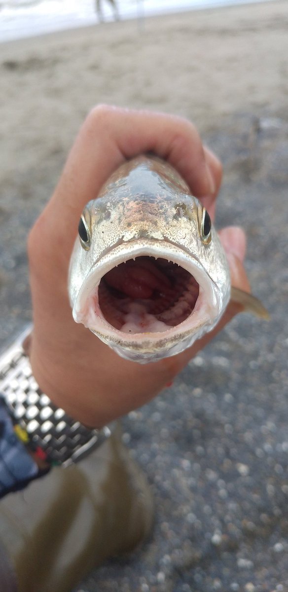 やってぃ この休みの間はヒラメの釣果は O 無しでしたぁ 変わりにイシモチ釣りに変更 鉾田サーフイシモチは2年振りの好調 ただし通常の市販の仕掛けでは中々釣れず少しだけ工夫するとバンバン釣れます