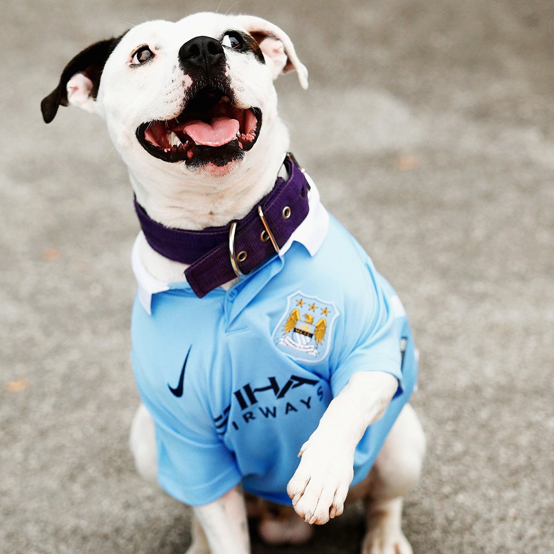 Dog clearance football shirt
