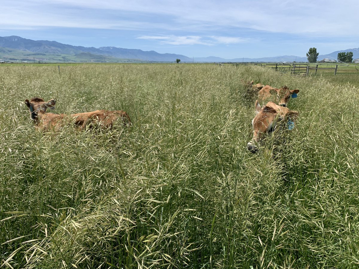 USUCropGuy's tweet photo. The cool, wet weather we have had over the past month hasn’t done much for corn or alfalfa, but the pastures have loved it! I promise there are 4 Jersey heifers in that meadow brome... https://t.co/D4iyEzvEsJ