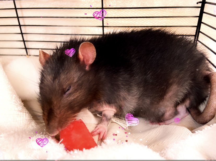 andr0medarising's tweet photo. Just spending #Sunday with Puddles cuz he’s not moving around much these days... getting to be an #oldratty...his #favefoods are #watermelon #stringcheese #chocchipcookie https://t.co/sOlynlgjhw