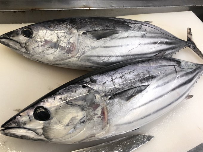 魚屋が教える カツオの鮮度 脂の見方とは 美味しい個体の見分け方を徹底解説 まるなか大衆鮮魚