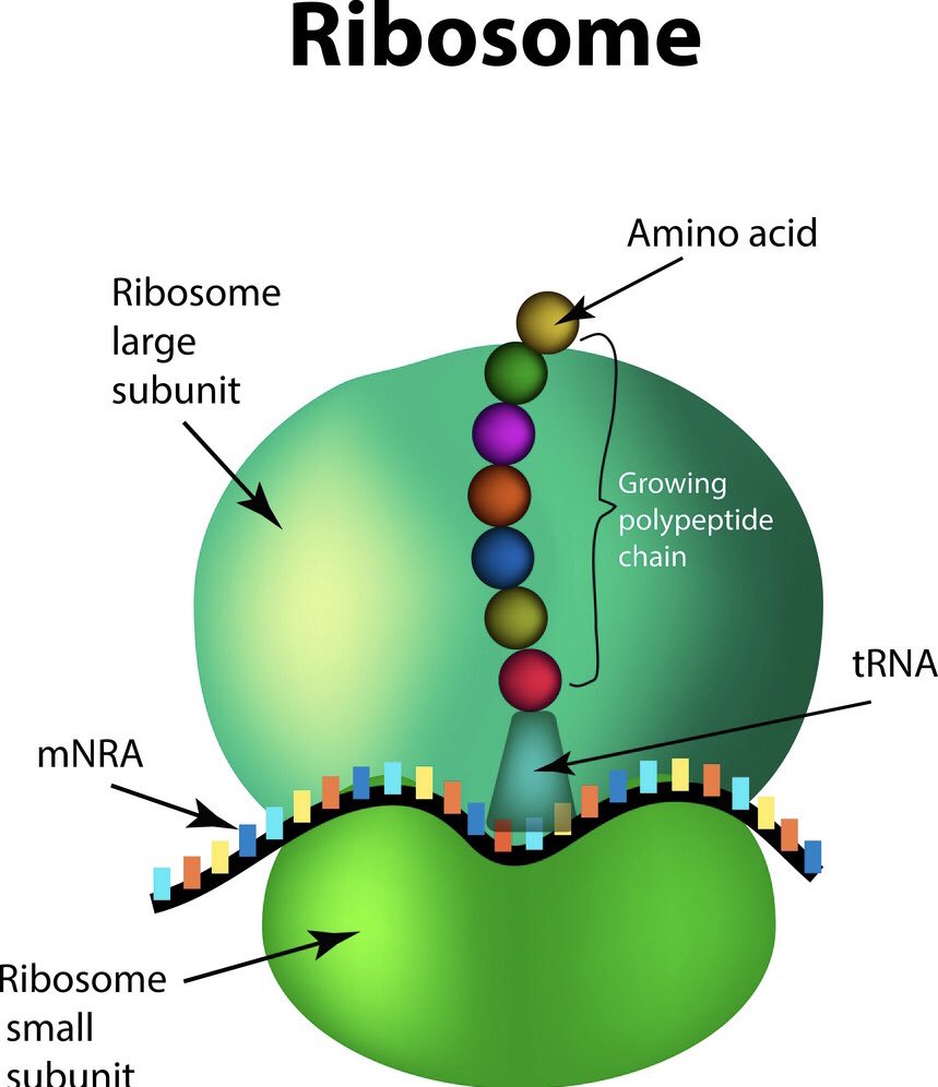 Рибосомы синтезируют полипептиды. Рибосома. Ribosome structure. Строение рибосомы фото. Ribosomes functions and structure.