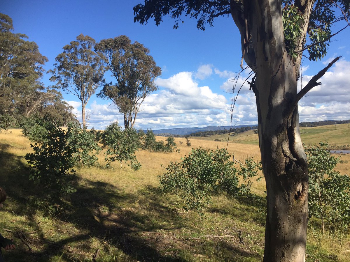 A four year rest from cattle grazing and voila ... the next generation of paddock trees secured, no plantings needed. #WildOz #naturalregeneration