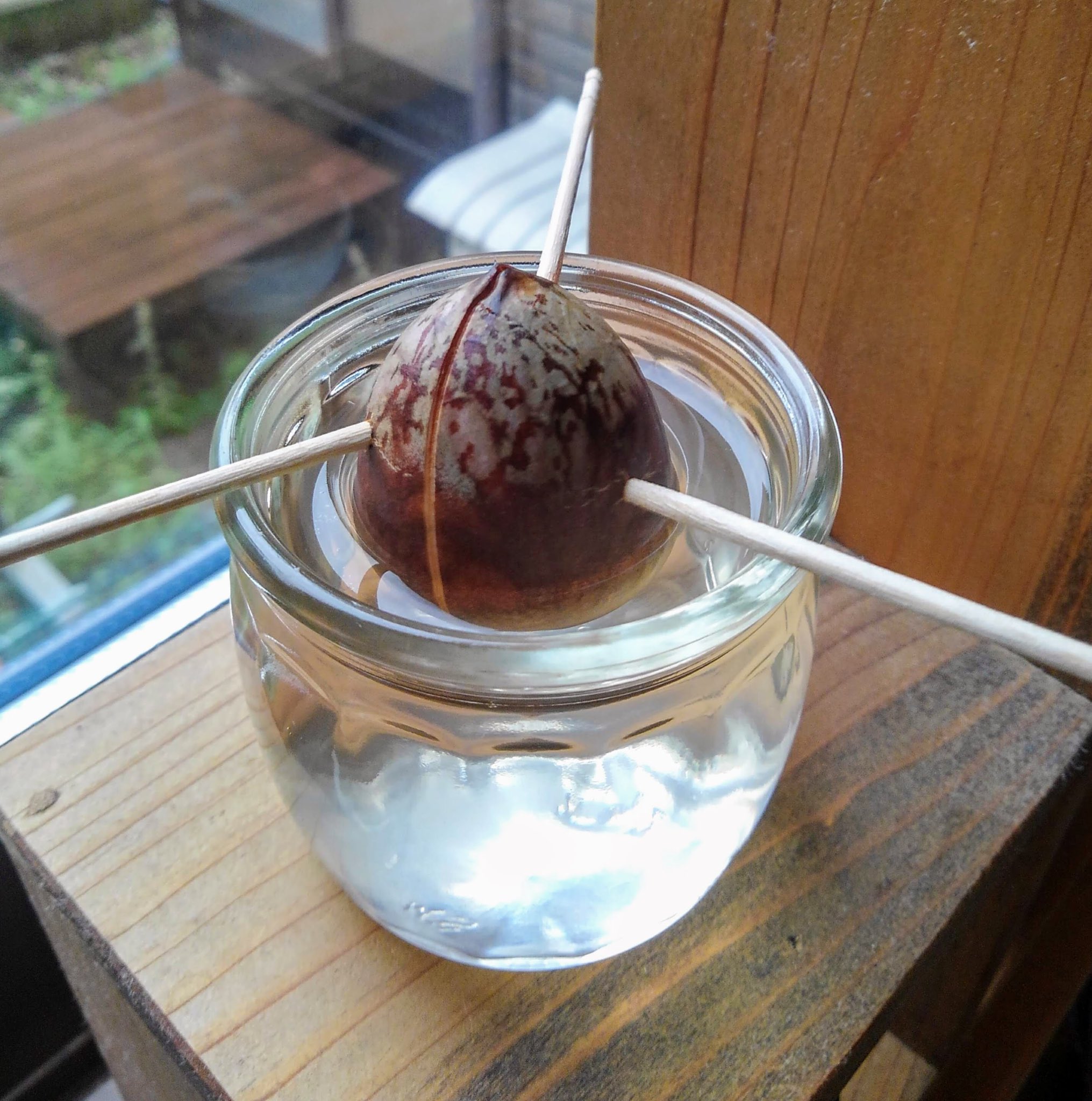 アボカドの水耕栽培 Twitter Search Twitter