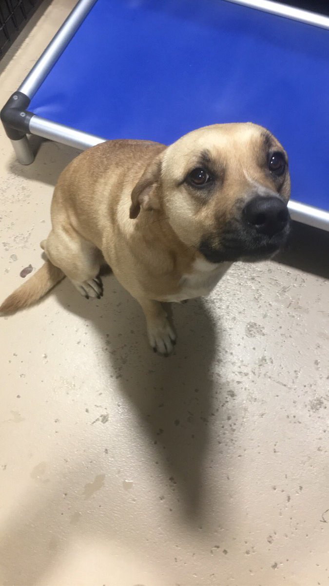 gr_sll_'s tweet photo. This is Daisy, she needs a home by this Thursday 6/25 (even a temp home works) or she will be put down.  She has a troubled past, and deserves forever love! Please rt if you know of anyone who might be able to foster, or home her! https://t.co/xLR8X1KYwQ