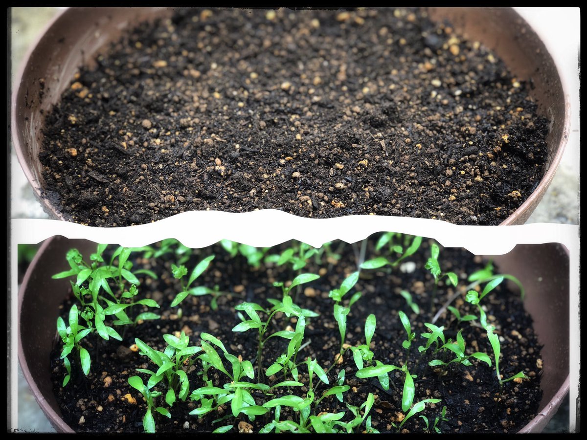 கொத்துமல்லி போட்டு இரண்டரை வாரத்தில் இவ்ளோ ஒசரம். இந்த தடவை நல்லா லைன் புடிச்சு தான் போட்டிருக்கேன், பார்ப்போம் . #என்வீட்டுதோட்டத்தில் 