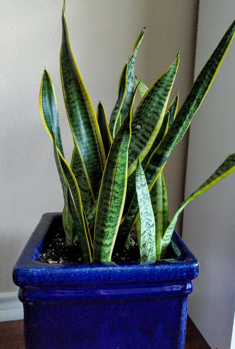 TyAnthony314's tweet photo. Today I became a Plant Dad #HappyFathersDay 

My snake plant's name is Ekans &amp; my devil ivy plant's name is Chikorita https://t.co/hb9VtHZifR