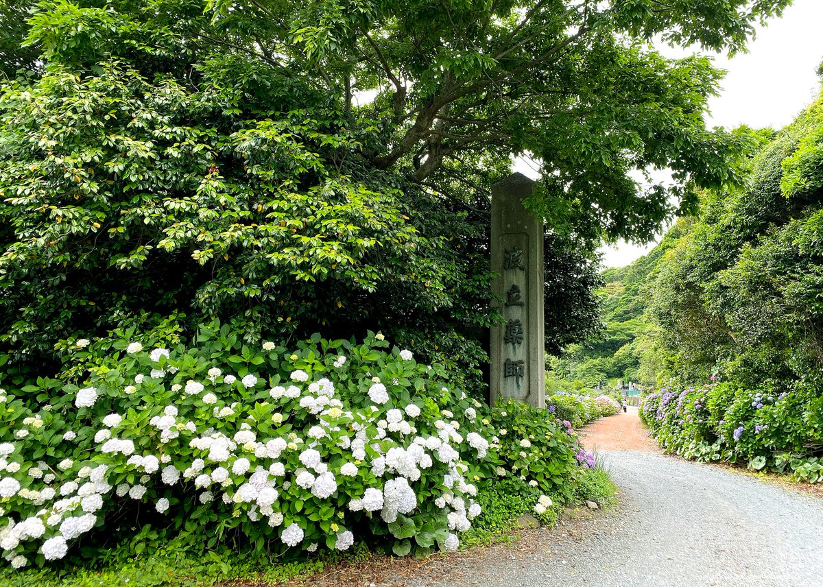 いわき市久之浜町にある波立薬師のアジサイ 先週の14日 日 の時点では色付き始めでしたが 随分進んできました 紫や青 赤など 06 22 いわき市総合観光案内所 ぐるっといわき