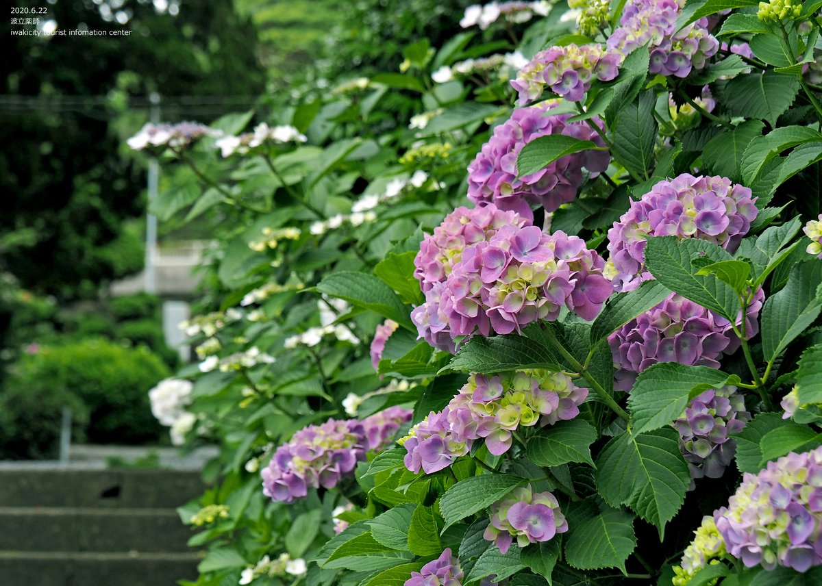 いわき市久之浜町にある波立薬師のアジサイ 先週の14日 日 の時点では色付き始めでしたが 随分進んできました 紫や青 赤など 06 22 いわき市総合観光案内所 ぐるっといわき