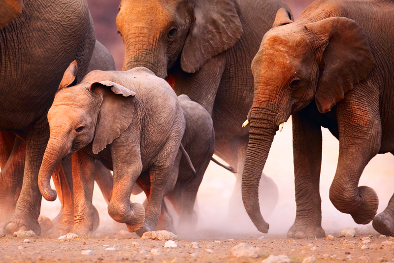 A herd of #elephants gathering at a waterhole in #Etosha National Park, #Namibia.

See More -  bit.ly/3fMQoEc

#etoshanationalpark  #etoshaexplorer  #etoshapark  #mondaymotivation  #etoshaparknamibia #photooftheday #africansafaritours #tourism #wildlifefrommywindow