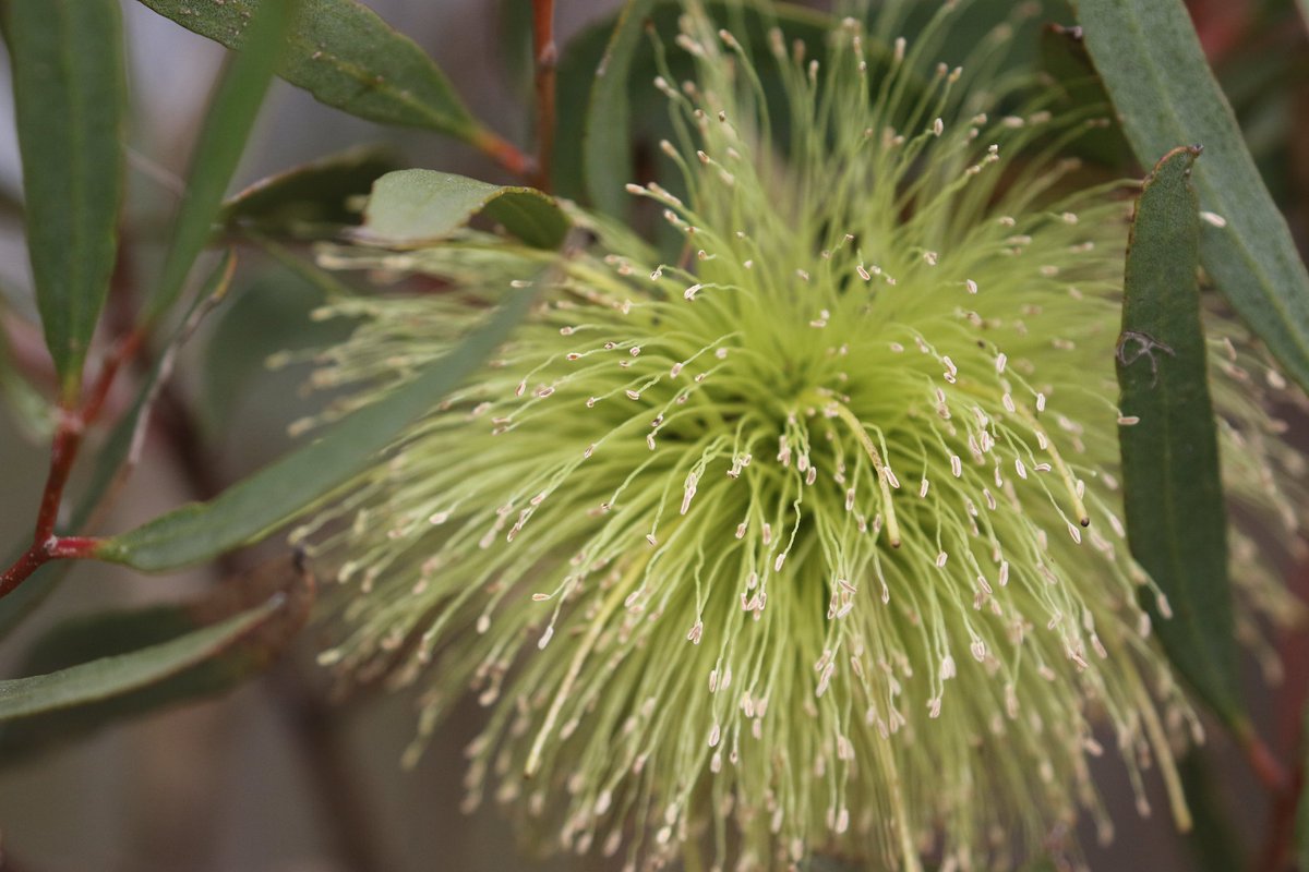 EucalyptAus's tweet photo. The #Seussian blossoms of the Bushy Yate, #Eucalyptus lehmanni, are really something to behold, and to hold! What is flowering near you this week? #EucBeaut! #DrSeuss #pompom #gumblossom #FloweringNow #flowerReport #gardening #inthegarden https://t.co/cc7NnsAUPV