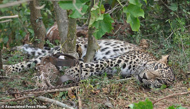 RobRobbEdwards's tweet photo. Coronavirus lockdowns increase poaching in Asia, Africa

NEW DELHI (AP) - A camera trap photo of an injured tigress,  a poacher´s wire snare punctured its windpipe and sapped its strength as the wound festered for days

https://t.co/rX0Hzxu1sj https://t.co/vplpvJzlQU
