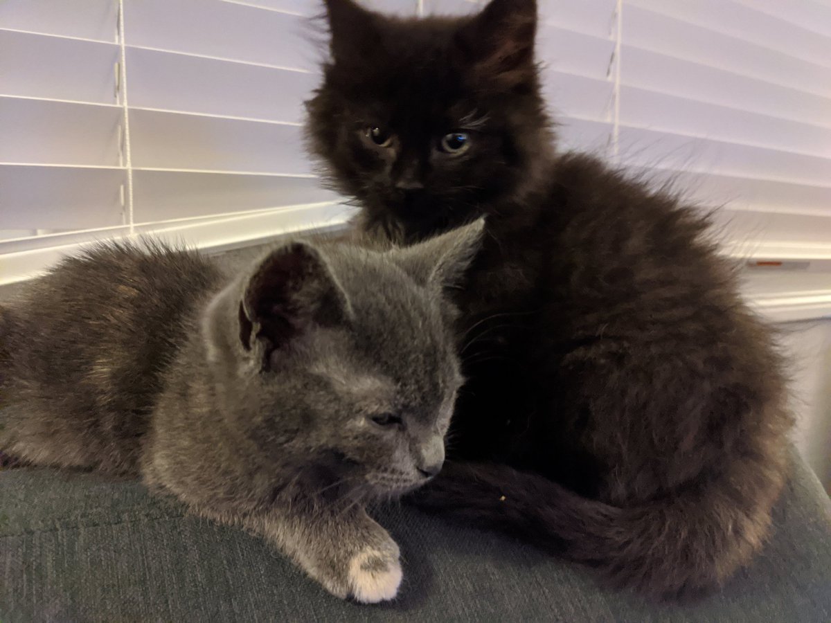 They're not even from the same litter. They're from different Western PA counties. They just met at the foster home and became inseparable. Fern was apparently sick, starving, and very close to death when she was rescued and Sid was around for that recovery.