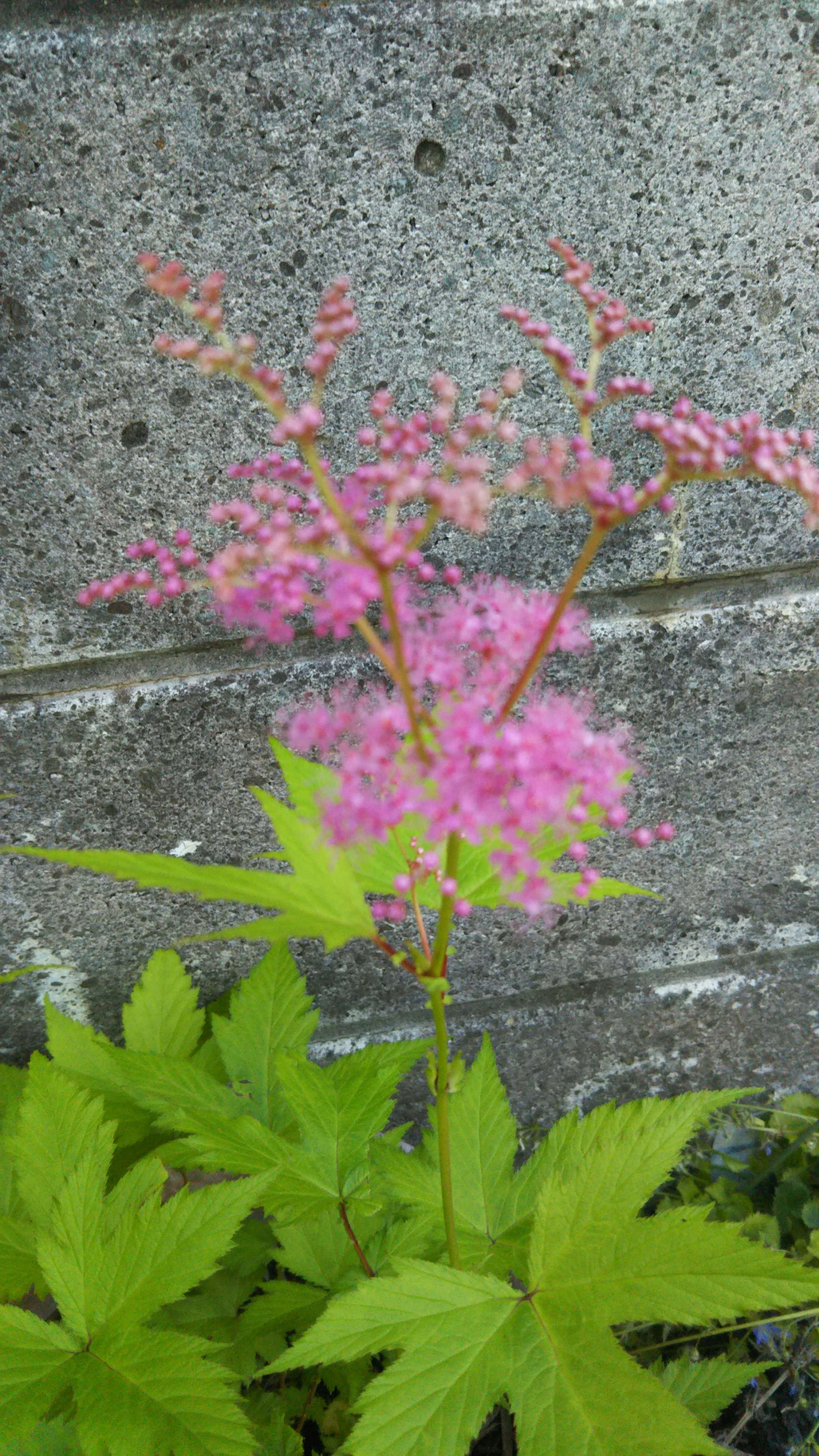 こじやん Pa Twitter 6月22日の誕生花 シモツケ 下野 繍線菊 別名 キシモツケ バラ科 花言葉 いつかわかる真価 今日の一句 老夫婦しずかに住める垣にそい シモツケの花ことしも咲けり 鳥海昭子 T Co Fhqbawrcgw Twitter