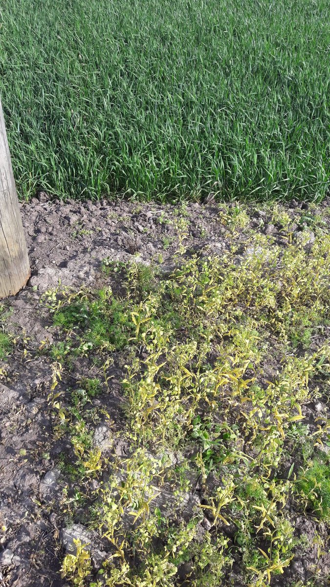 SyngentaAntti's tweet photo. Viikko sitten Lennox kevätvehnälle ruiskutettu #Avoxa 1,4 l/ha + 0,5 l/ha MCPA (lisätehoa ohdakkeeseen). Teho näkyy myös sähkötolpan vieressä mm. isohkoissa taskuruohoissa. #kasvinsuojelu #Syngenta https://t.co/w4l4Kb4s0d